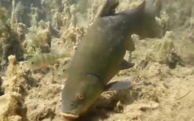 丁桂魚